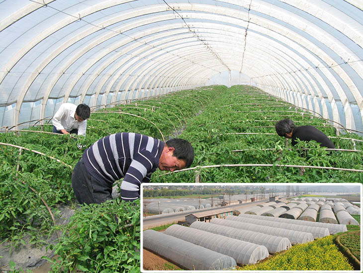 農(nóng)業(yè)覆蓋無紡布——蔬菜大棚無紡布